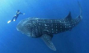 Kłusownicy zabili w Morzu Czerwonym "przyjaciela turystów". W Egipcie aż kipi ze złości