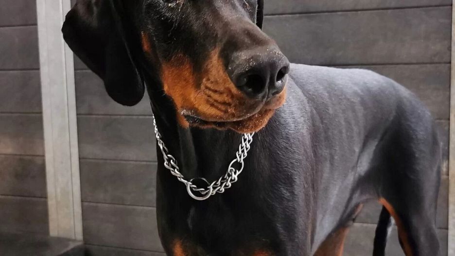 fot. Schronisko dla zwierząt w Poznaniu