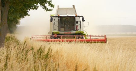 Nowy szkodnik zbóż. Jest ostrzeżenie dla rolników