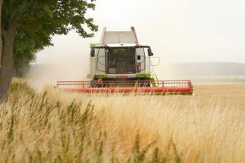 Nowy szkodnik zbóż. Jest ostrzeżenie dla rolników