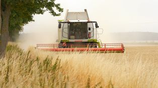 Nowy szkodnik zbóż. Jest ostrzeżenie dla rolników