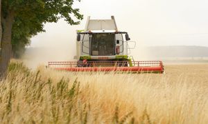 Nowy szkodnik zbóż. Jest ostrzeżenie dla rolników