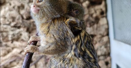 Pigmejka karłowata urodziła się w śląskim zoo. Waży niecałe 20 g