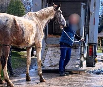 Konie w opłakanym stanie. Interweniowała policja