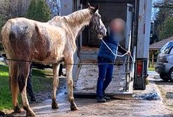 Konie w opłakanym stanie. Interweniowała policja