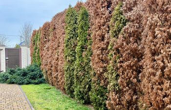 Tuje brązowieją i usychają? To może być przyczyną