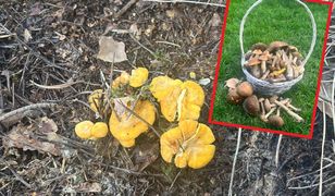 Wielki wysyp grzybów. Czytelniczka nie wierzyła własnym oczom