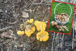 Wielki wysyp grzybów. Czytelniczka nie wierzyła własnym oczom
