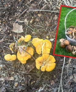 Wielki wysyp grzybów. Czytelniczka nie wierzyła własnym oczom