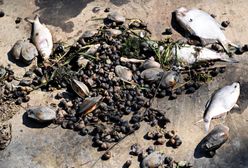 Skażenie Odry. Zakaz korzystania z rzeki zostanie przedłużony