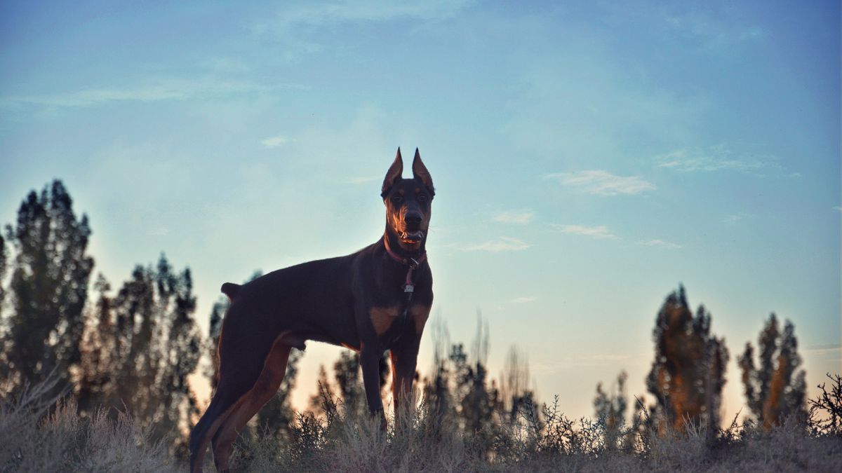 Agresywny doberman straszy mieszkańców w Poznaniu