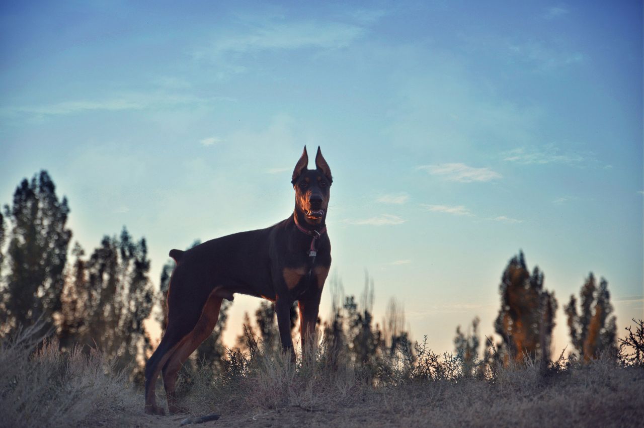 Agresywny doberman sieje spustoszenie? Mieszkańcy mówią "dość"