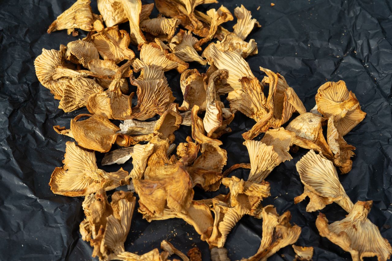 Jak suszyć kurki? O tej zasadzie musisz pamiętać