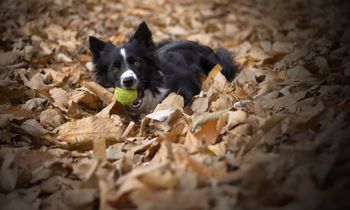 Trener psów ostrzega. Nie baw się z psem piłką tenisową