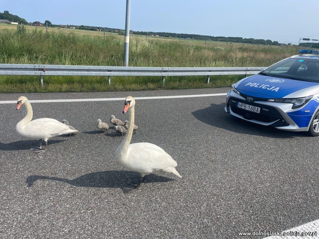Łabędzia rodzina na trasie S8. Interweniowali policjanci