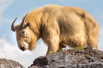 Poznań: Ogromny takin złocisty uciekł z wybiegu Nowego Zoo