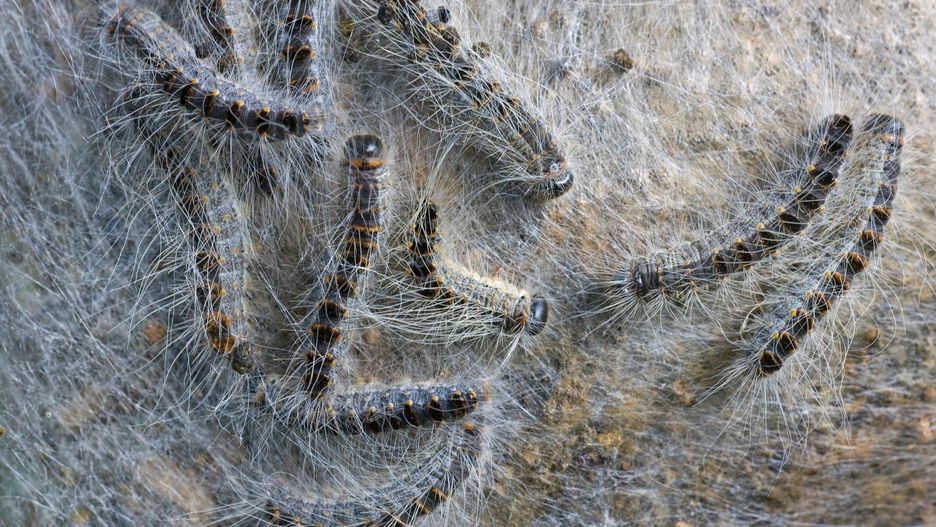 Korowódkę można znaleźć niemal wszędzie