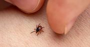Wielkopolska: Plaga kleszczy. Już ponad tysiąc zachorowań na boreliozę