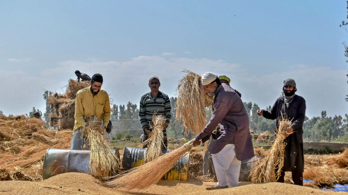 Spór o ryż basmati w Kaszmirze