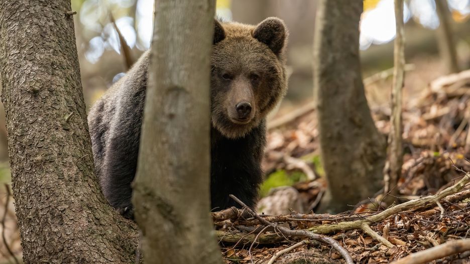 Niedźwiedź brunatny zaatakował turystę na Słowacji