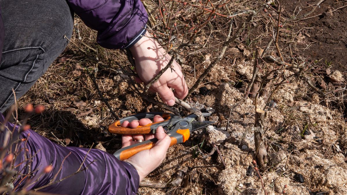 Przycinanie borówki amerykańskiej.