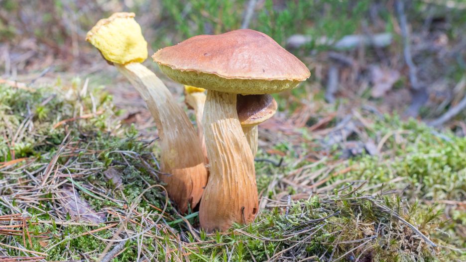 Group of boletes fungus Aureoboletus projectellus.
american, aureoboletus projectellus, autumn, bolete, boletus, borowik amerykanski, borowik wrzosowy, brown, cap, cooking, diet, eatable, edible, environment, europe, food, forest, funghi, fungi, fungus, growth, harvest, healthy, ingredient, latvia, mushroom, natural, nature, organic, pine forest, poland, summer, vegetable, vegetarian, wild, american, aureoboletus projectellus, autumn, bolete, boletus, borowik amerykanski, borowik wrzosowy, brown, cap, cooking, diet, eatable, edible, environment, europe, food, forest, funghi, fungi, fungus, growth, harvest, healthy, ingredient, latvia, mushroom, natural, nature, organic, pine forest, poland, summer, vegetable, vegetarian, wild