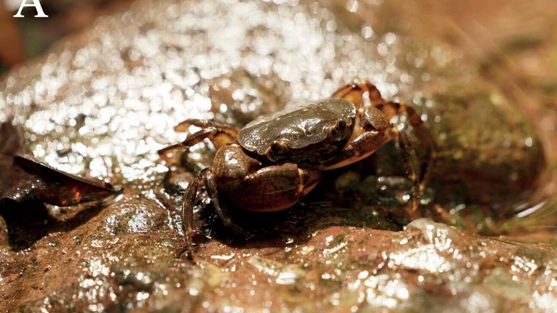 Tak prezentuje się całkowicie nowy gatunek zwierzęcia 