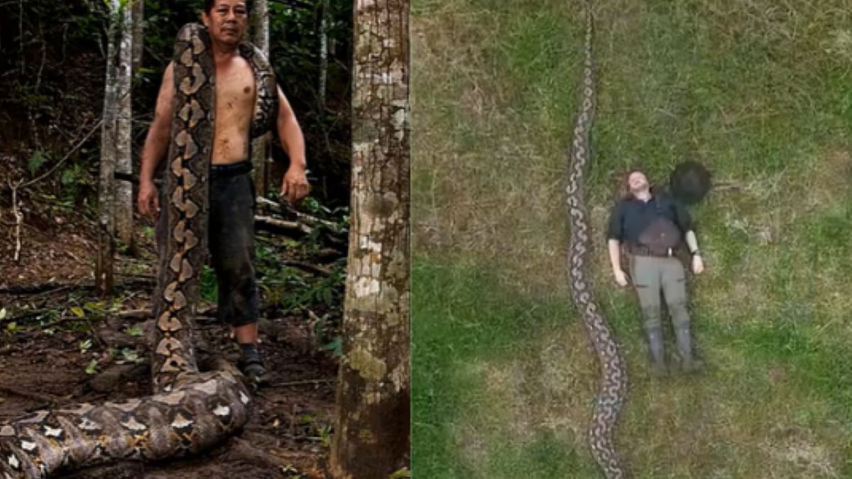 Najdłuższy dziki wąż