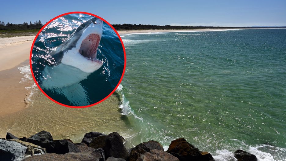 Rekin zaatakował surfera w Południowej Australii