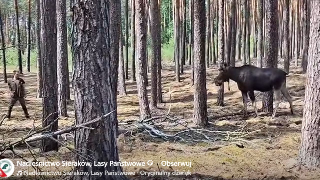 Łoś pogonił człowieka w lasach pod Sierakowem. Leśnicy pokazali nagranie