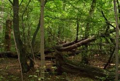 Osiedle w lesie. Wraca głośna sprawa. Co się tam dzieje? Niepokojące sygnały