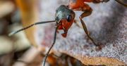Pierwszy raz w historii możesz zobaczyć, jak mrówka wstrzykuje jad