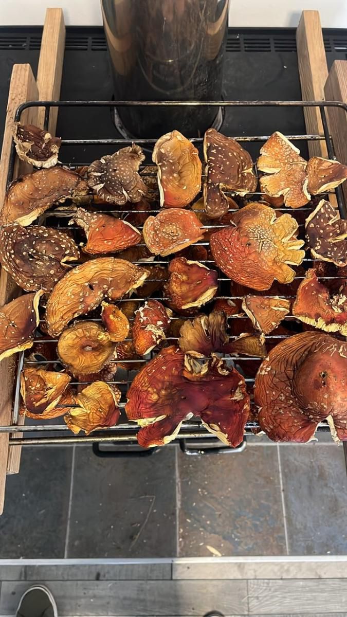 Użytkownicy grup i forów proszą o rady, jak właściwie suszyć i dawkować muchomory