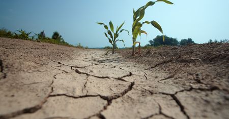 Dziś obchodzimy Światowy Dzień Walki z Pustynnieniem i Suszą. Czas na realne działania