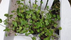 "Źródło życia". Najlepsza roślina na pamięć, przeciwdziała chorobie Alzheimera