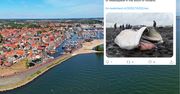 Holandia. 14-metrowy wieloryb wyrzucony na brzeg