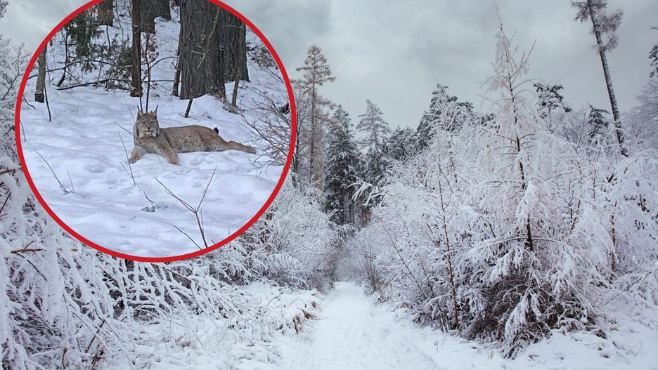 Trzeba mieć nie lada szczęście, aby na własne oczy zobaczyć taki okaz