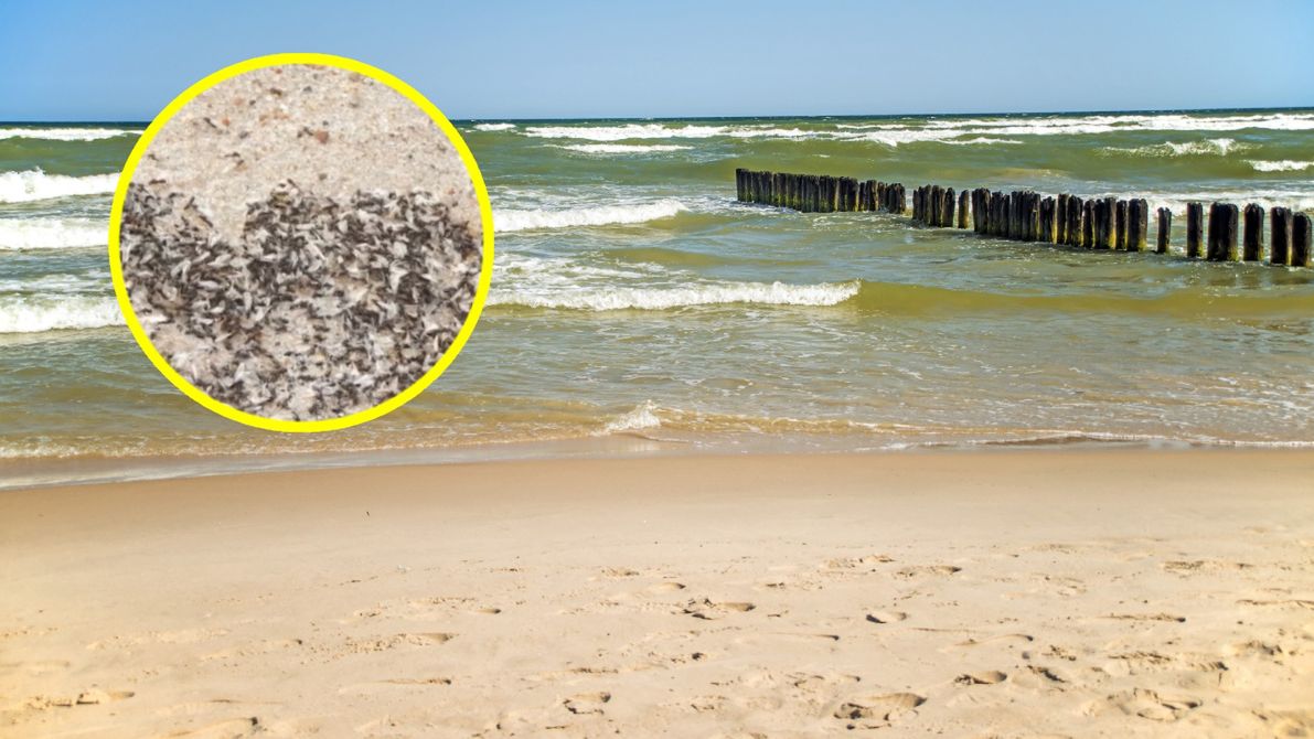 Niecodzienny widok na plażach. Plaga mrówek
