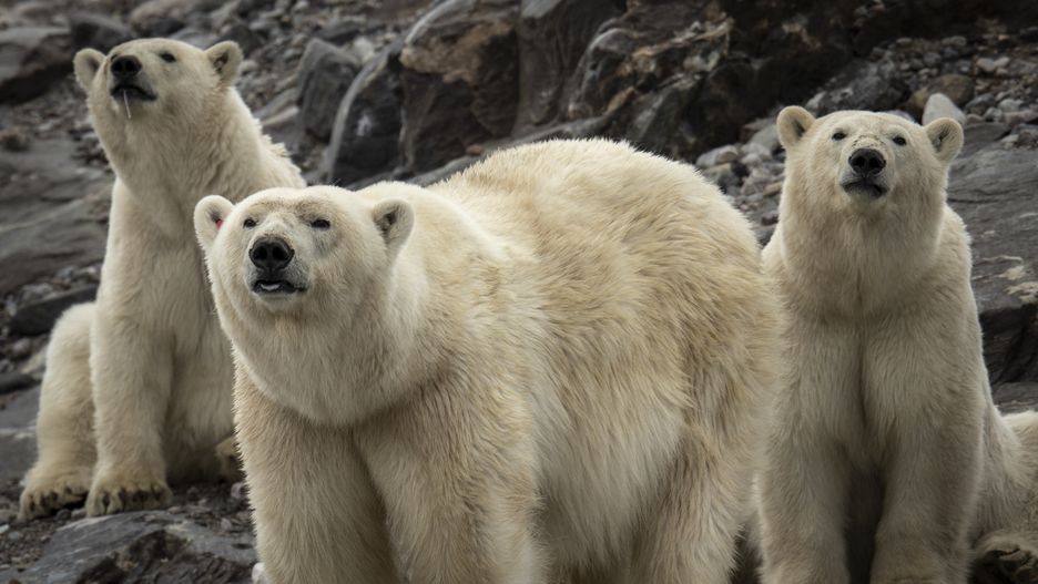 NORWAY - JULY 23: Polar bears are observed during the expedition of the Turkish Scientific Research team near Svalbard Islands, in the Arctic Ocean in Norway on July 23, 2022. The scientists have returned to Istanbul after the 22-day expedition. Data were collected on the numbers of balrus, bearded seal, ringed seal, greenland seal, fin whale, minke whale, humpback whale, beluga whale, orca, bird species alk, black-footed gull, polar gull, fork-tailed gull, pirate gull and polar bears in the Arctic Ocean. If the temperature increase continues due to climate change, the creatures in the Arctic region to be faced the danger of extinction of their habitats. (Photo by Ozge Elif Kizil/Anadolu Agency via Getty Images)