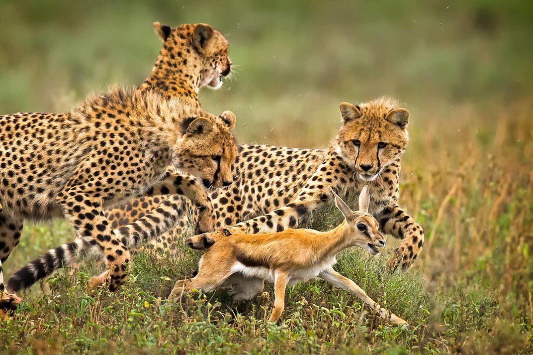 Zdjęcia finalistów Smithsonian Photo Contest zachwycają pięknem i różnorodnością życia 4
