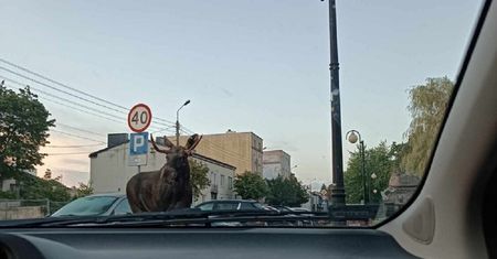 Skierniewice w szoku. Nietypowy przechodzień na ulicach miasta!