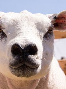 Owce XL opanowały Wielką Brytanię. Zwierzęta kulturyści