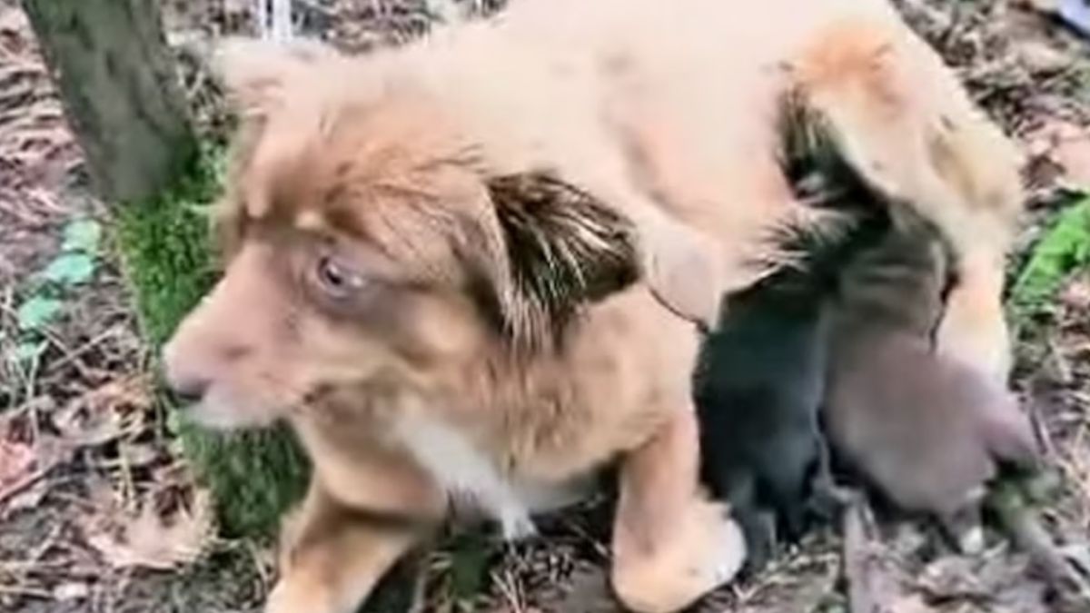 Suczka ze swoimi dziećmi porzucona w lesie. 