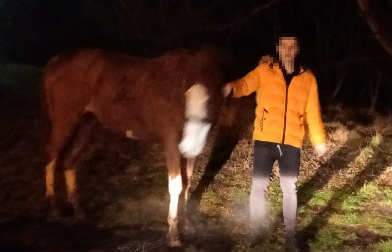 19-latek próbował wejść do mieszkania w bloku ze skradzionym koniem