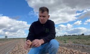 Tylko 1 zł za kilogram. Bracia rolnicy ogłosili: "znowu to robimy"