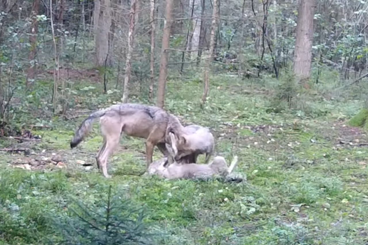 Wataha wilków została zaobserwowana w Daleszyckich Lasach 