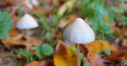 Australia zatwierdziła terapie z użyciem ecstasy i psylocybiny