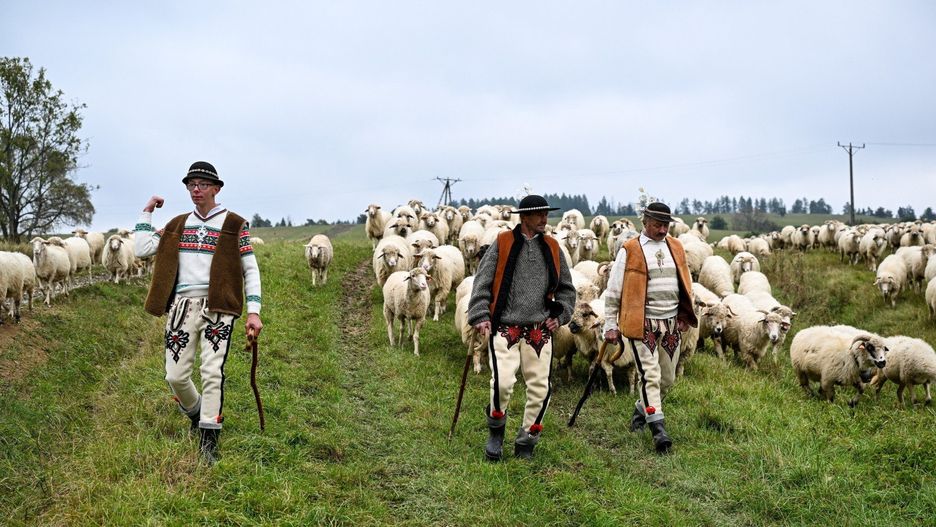 Podkarpacki Osod