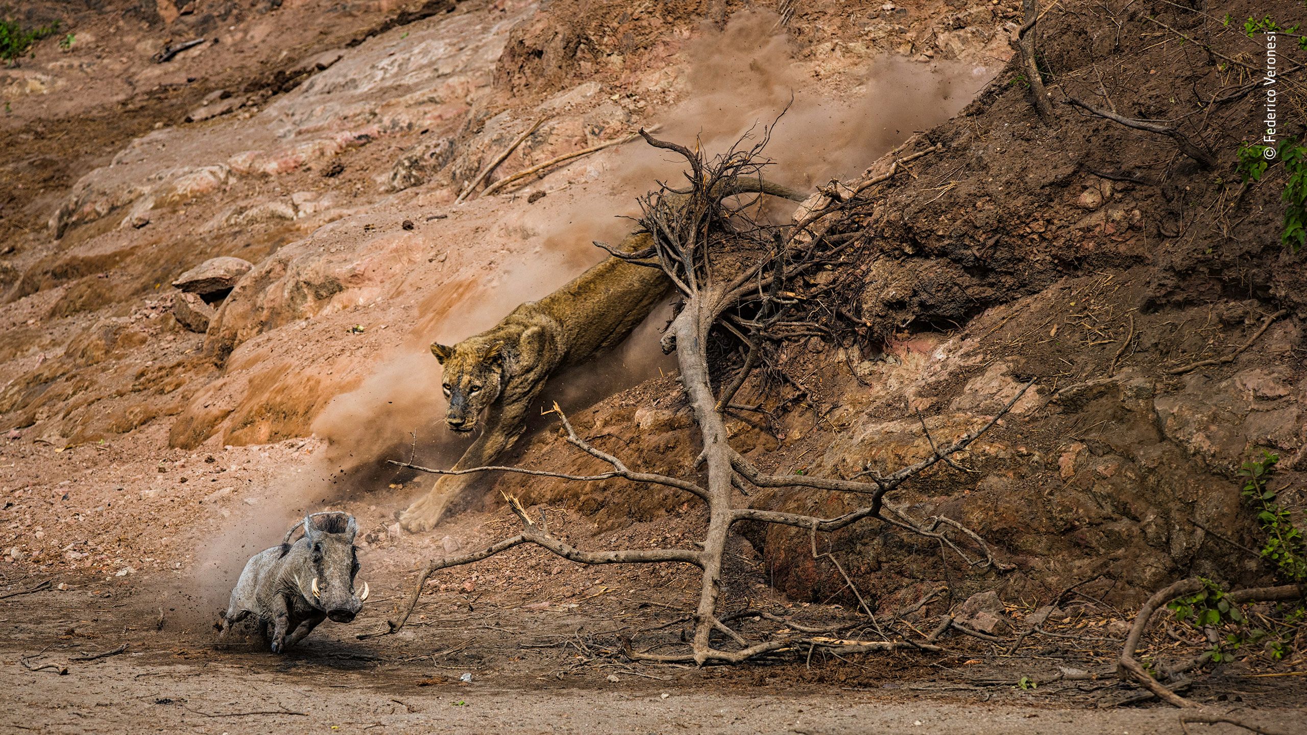 Panasonic przyzna nagrodę publiczności w konkursie Wildlife Photographer of the Year 7
