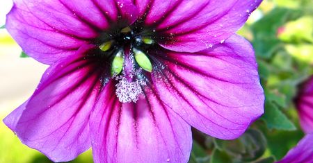 Pelargonia afrykańska - zanim sięgniesz po antybiotyk